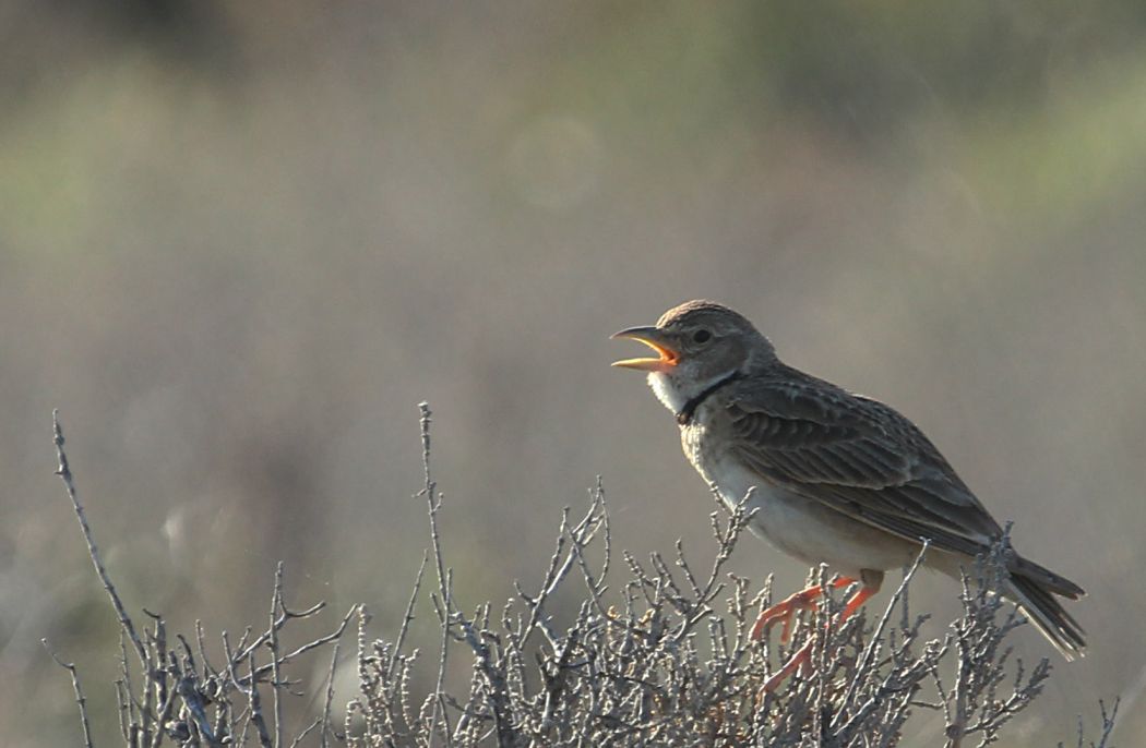 Calandra Lark