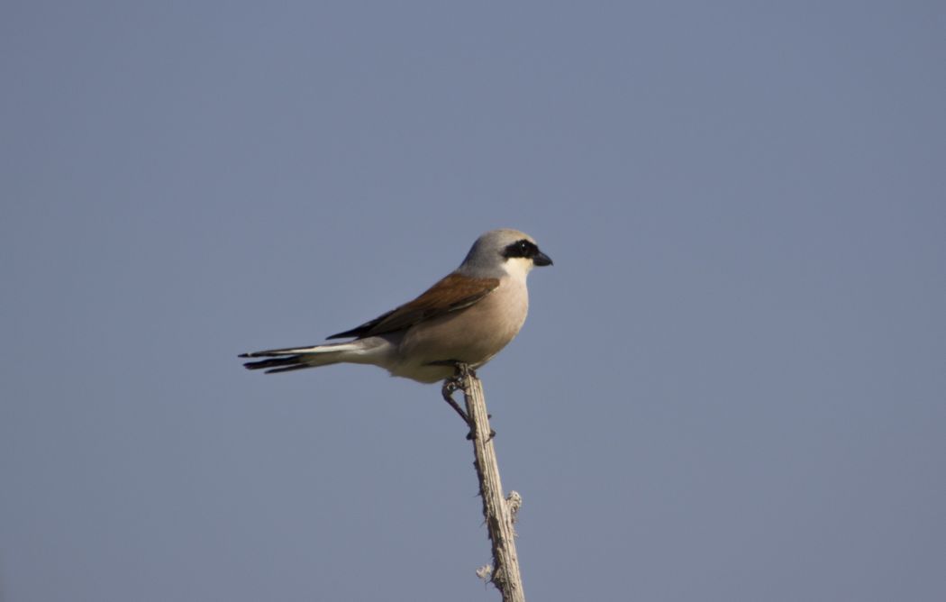 Red-backed Shrike
