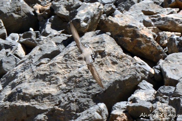 Eurasian Crag Martin