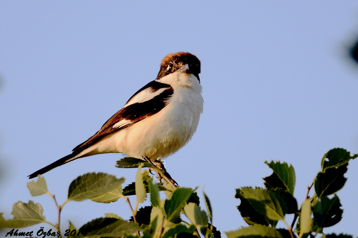 Woodchat Shrike