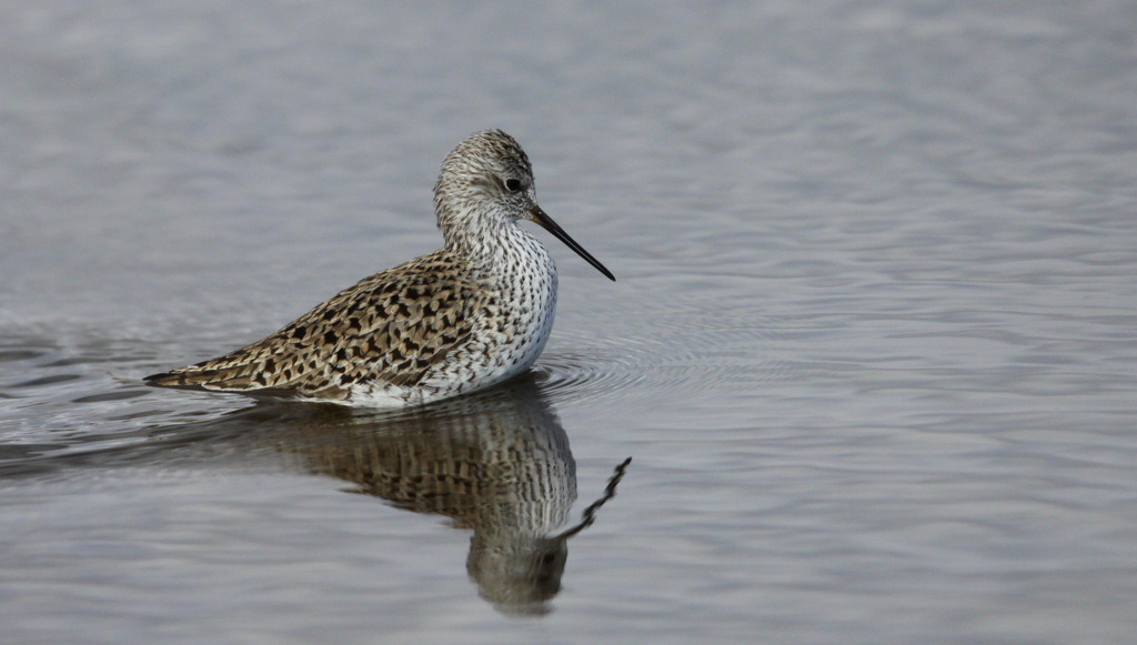 Marsh Sandpiper