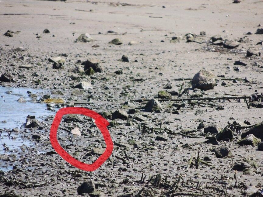 Kentish Plover