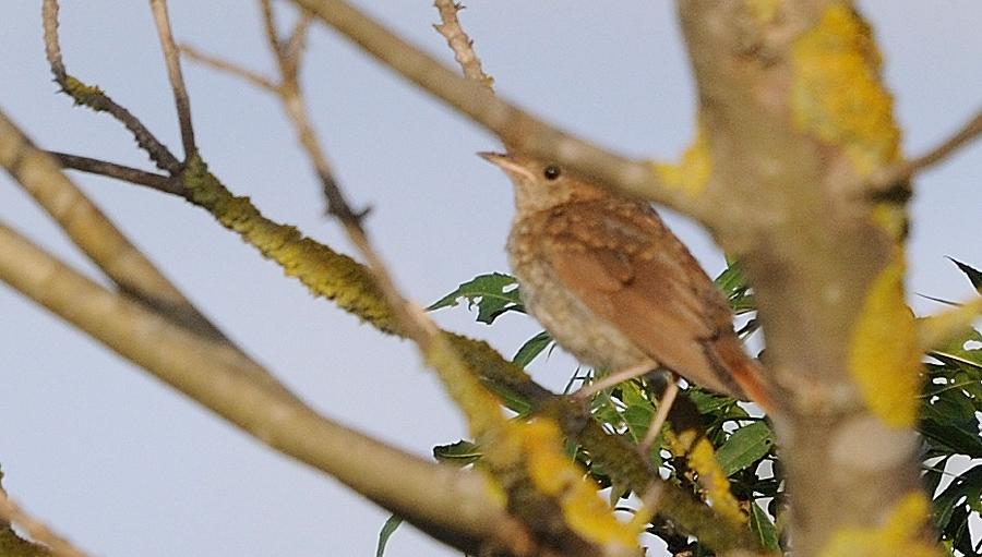 Common Nightingale