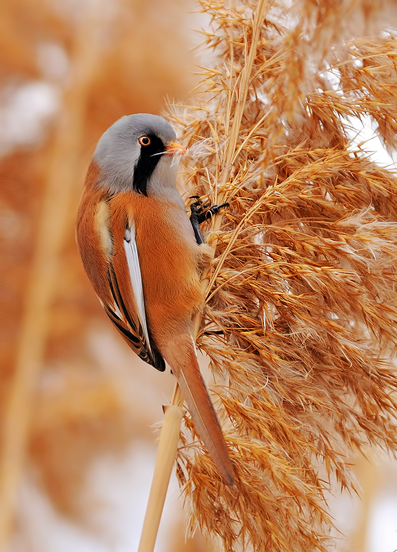 Bearded Reedling