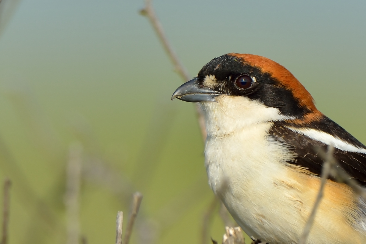 Woodchat Shrike