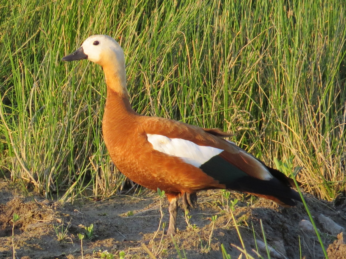 Ruddy Shelduck