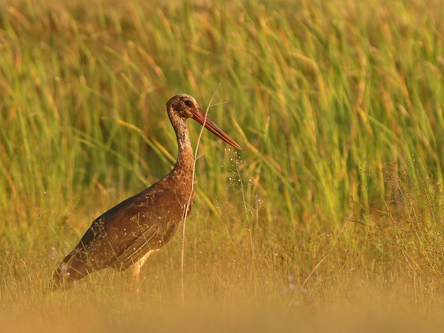 Black Stork