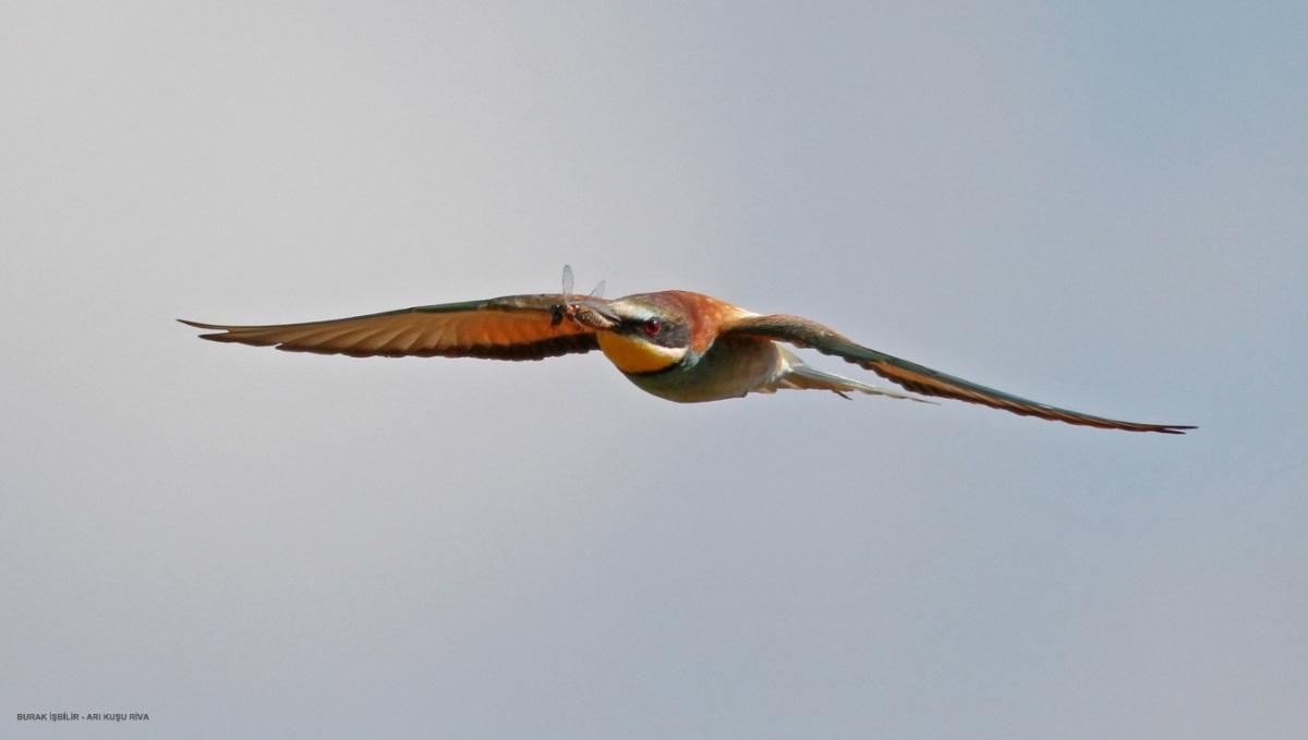 European Bee-eater