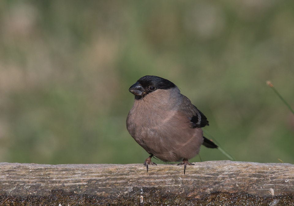 Eurasian Bullfinch