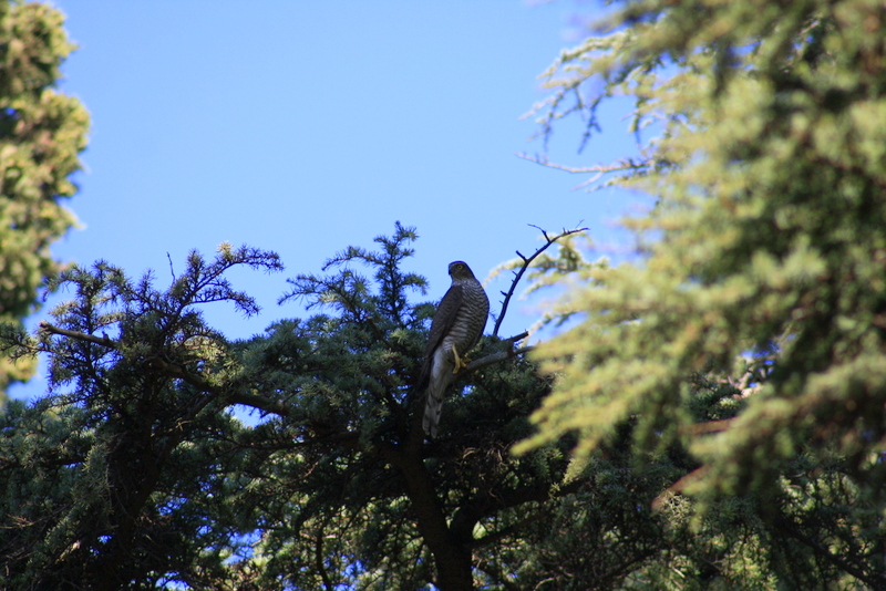 Eurasian Sparrowhawk