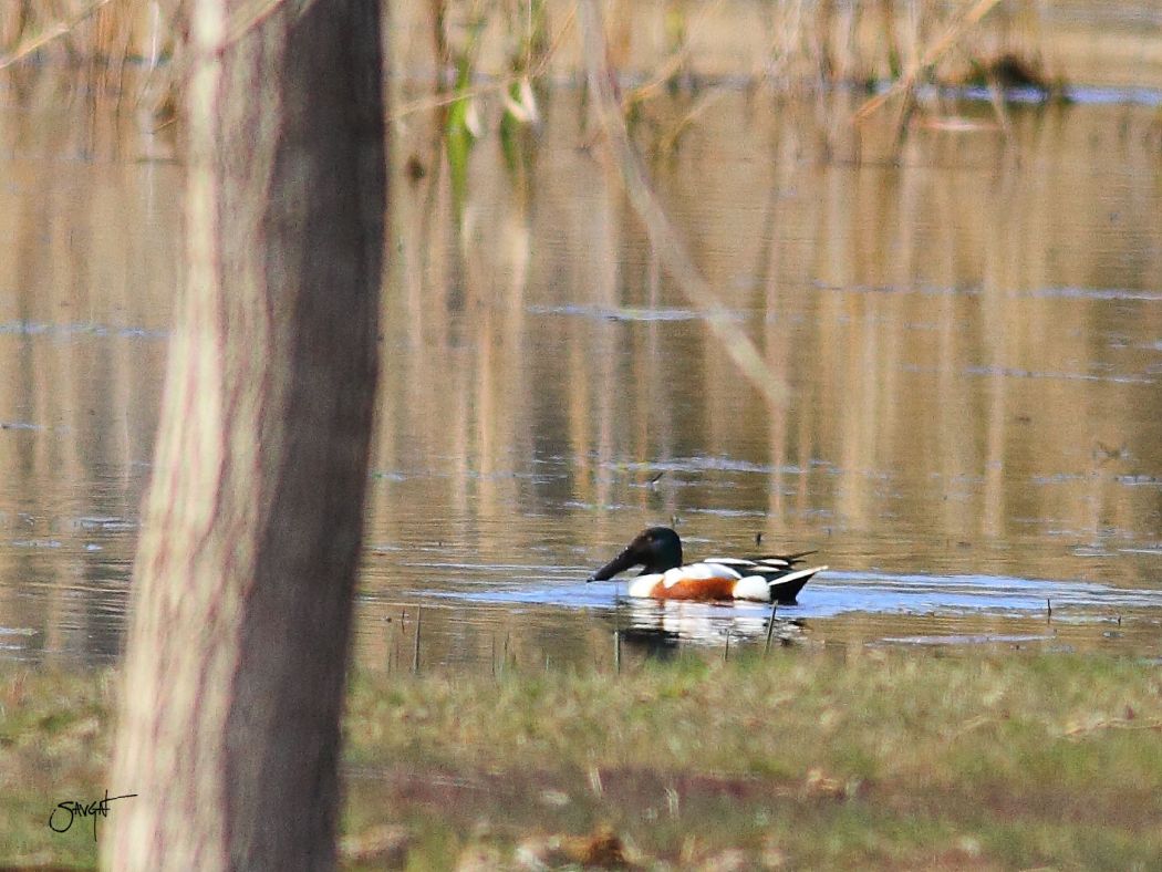 Northern Shoveler