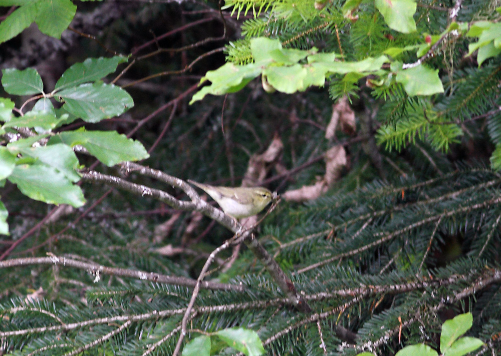 Green Warbler