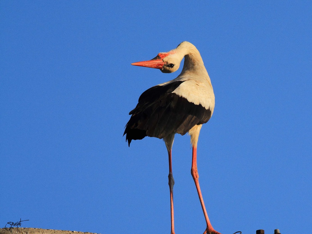 White Stork