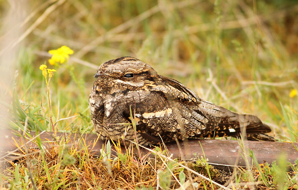 European Nightjar