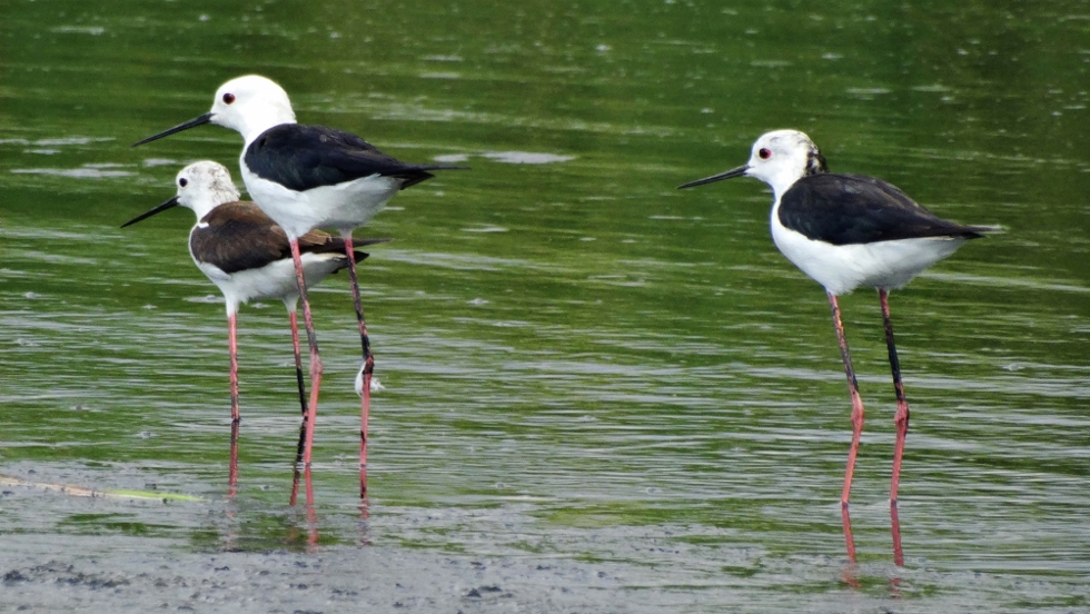 Black-winged Stilt