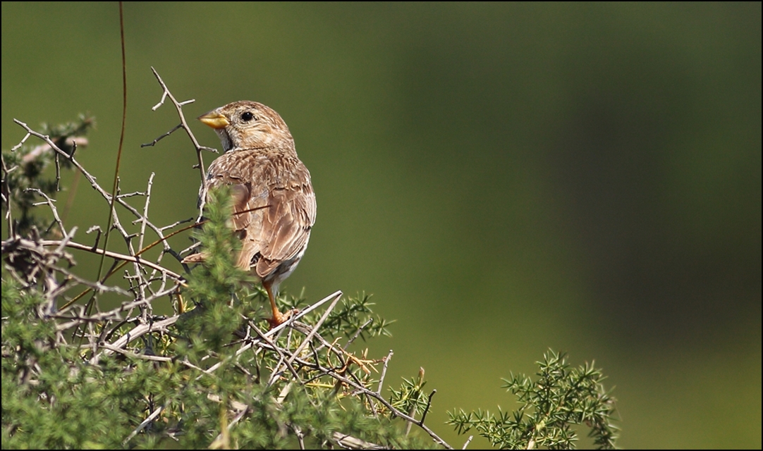 Corn Bunting