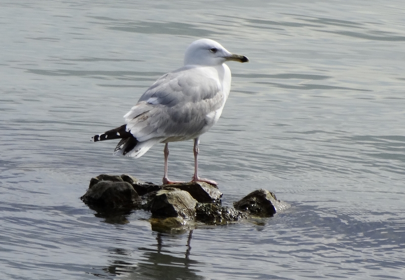 Caspian Gull