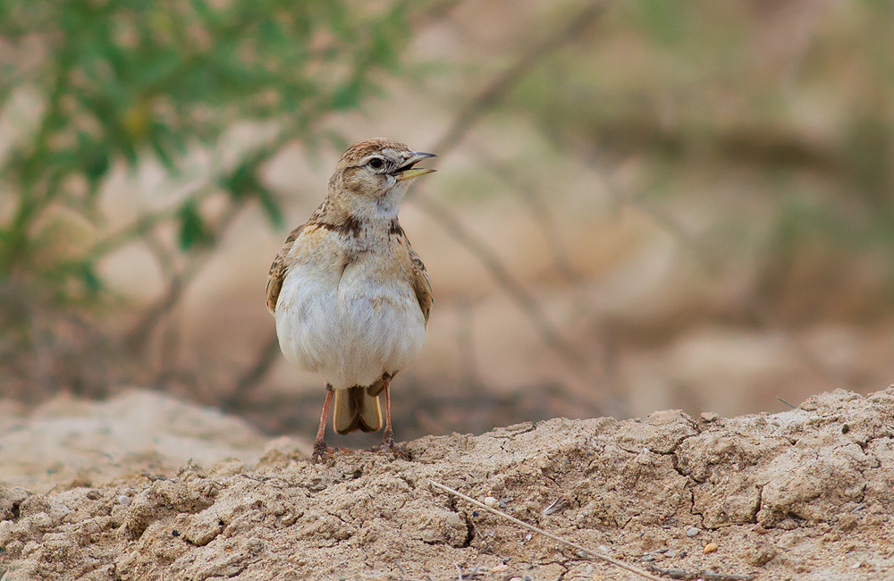 Greater Short-toed Lark