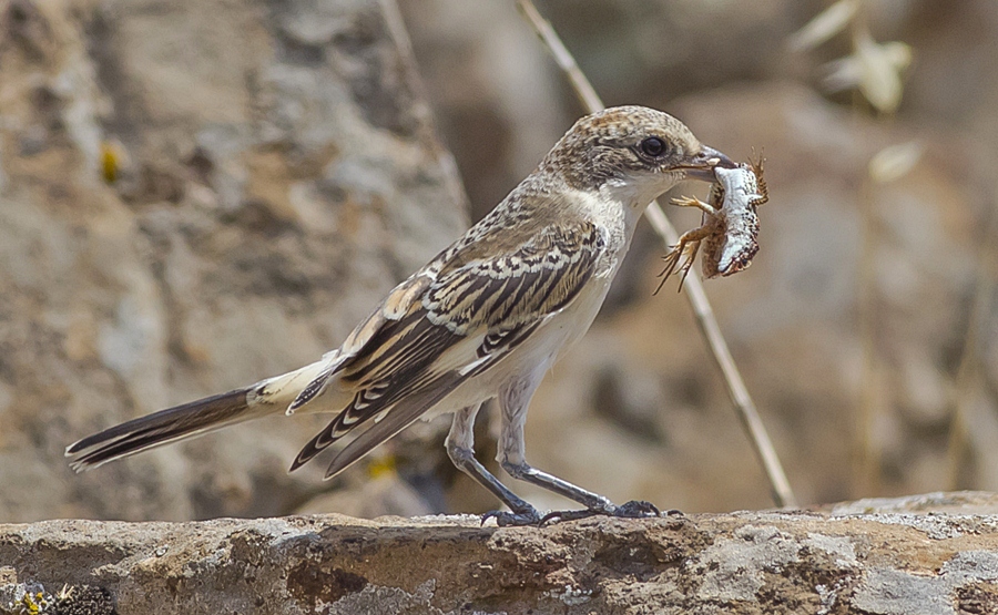 Woodchat Shrike
