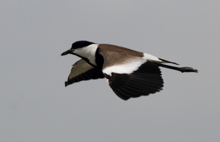 Spur-winged Lapwing