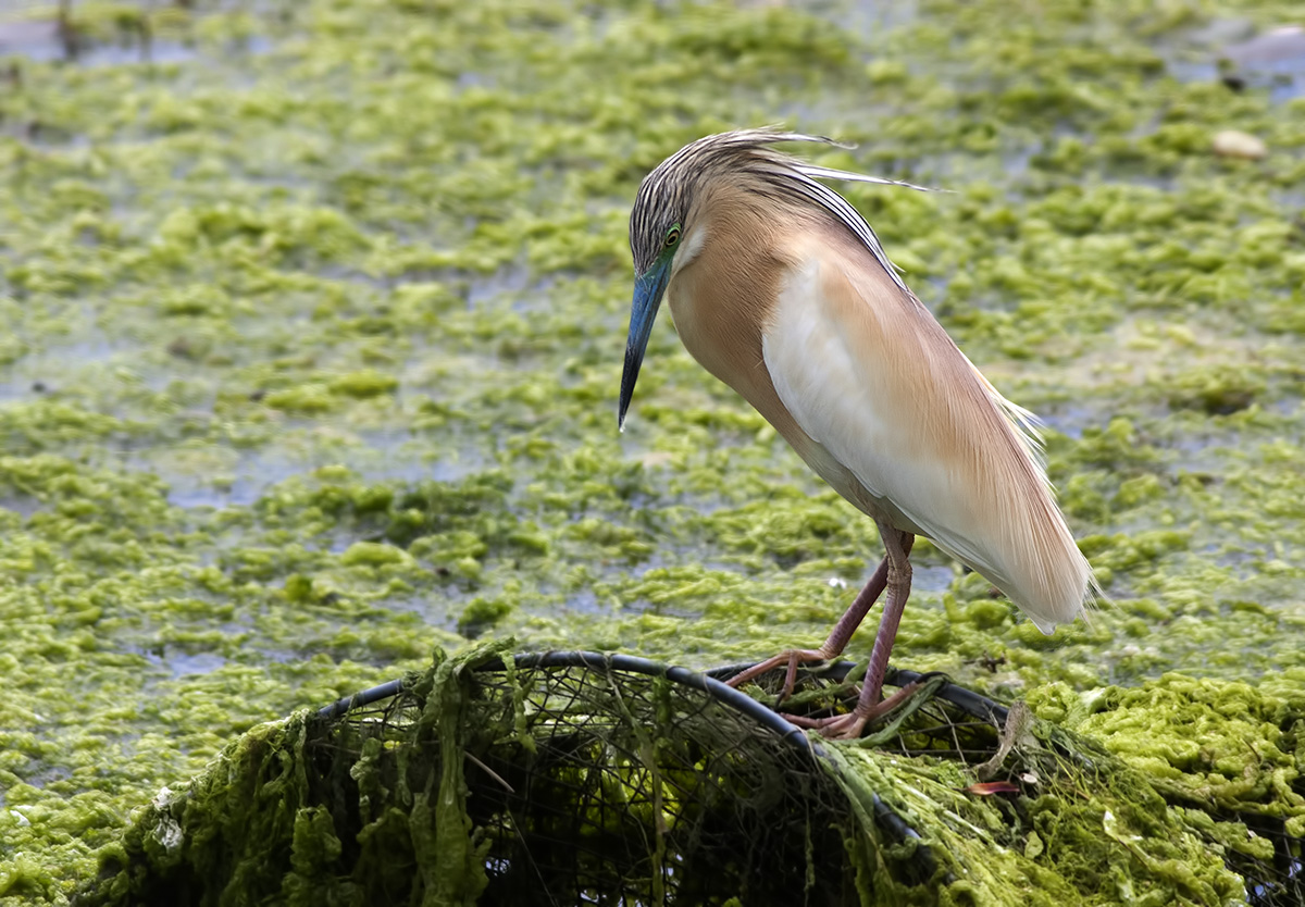 Squacco Heron