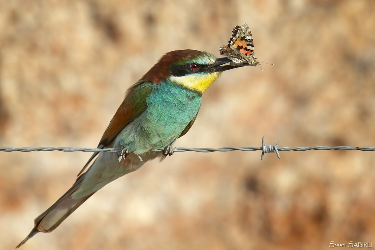 European Bee-eater