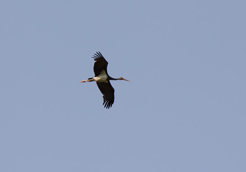 Black Stork
