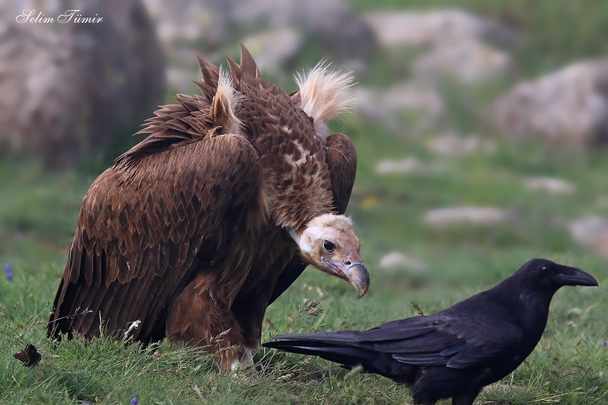 Cinereous Vulture