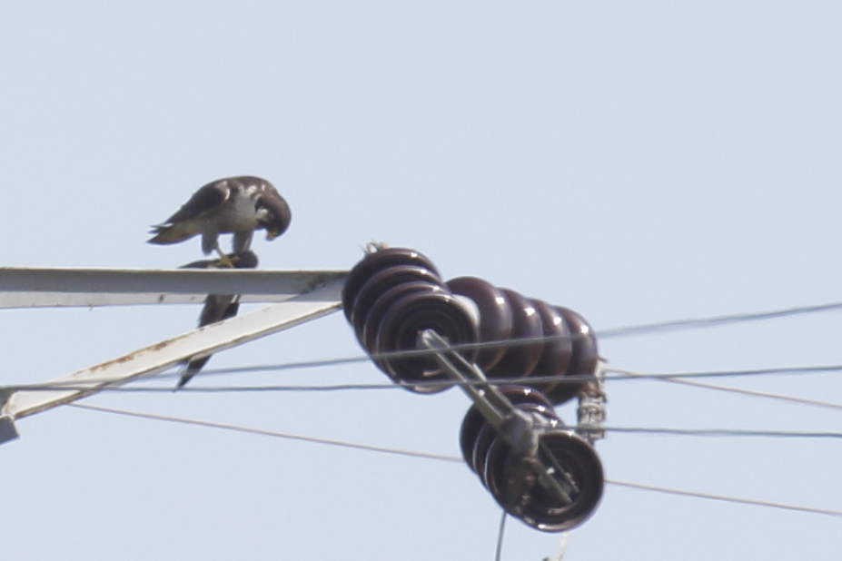 Peregrine Falcon
