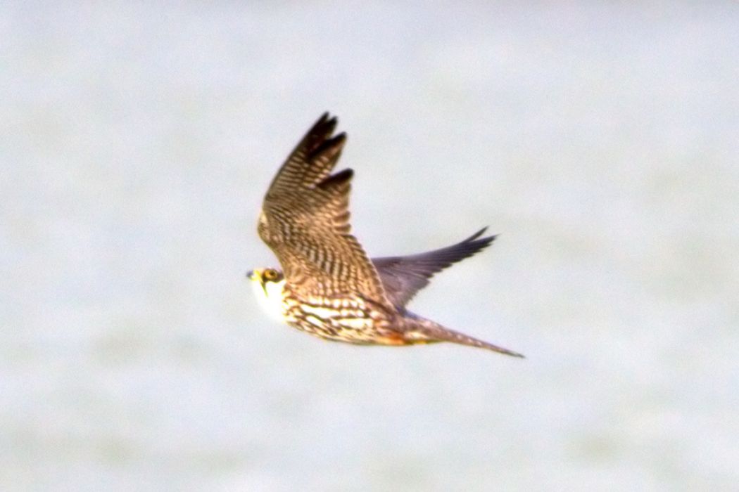 Eurasian Hobby