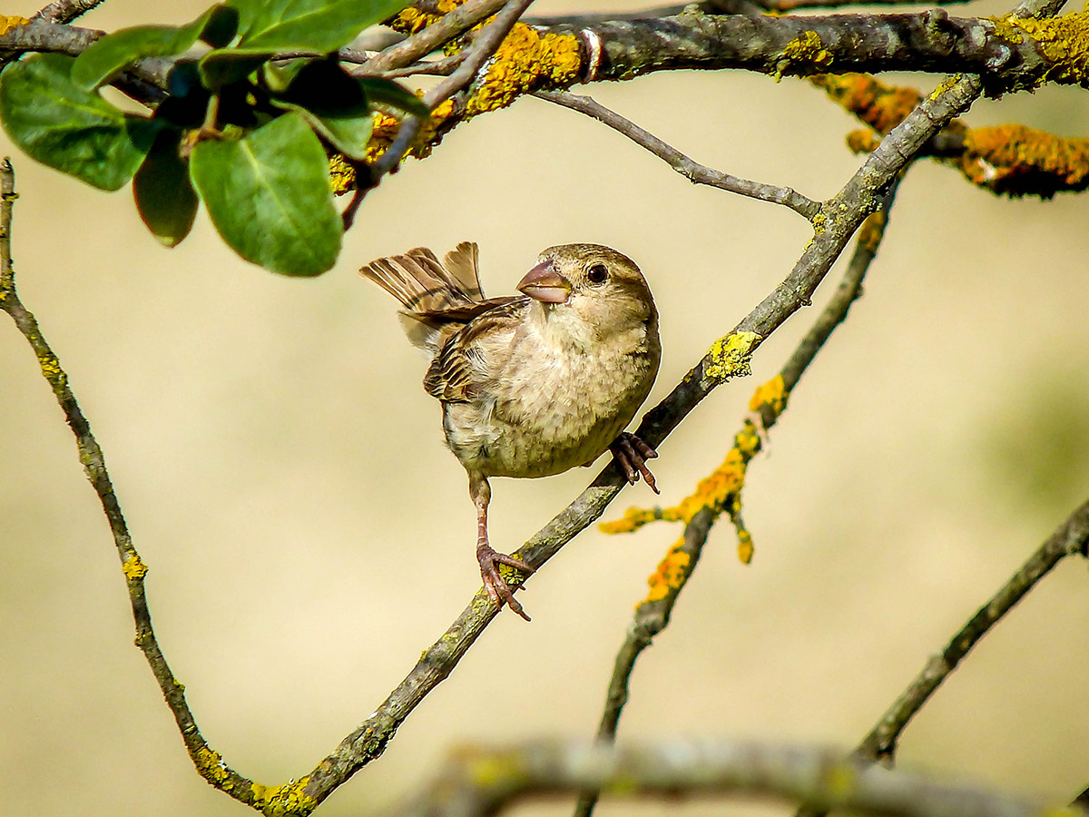 House Sparrow
