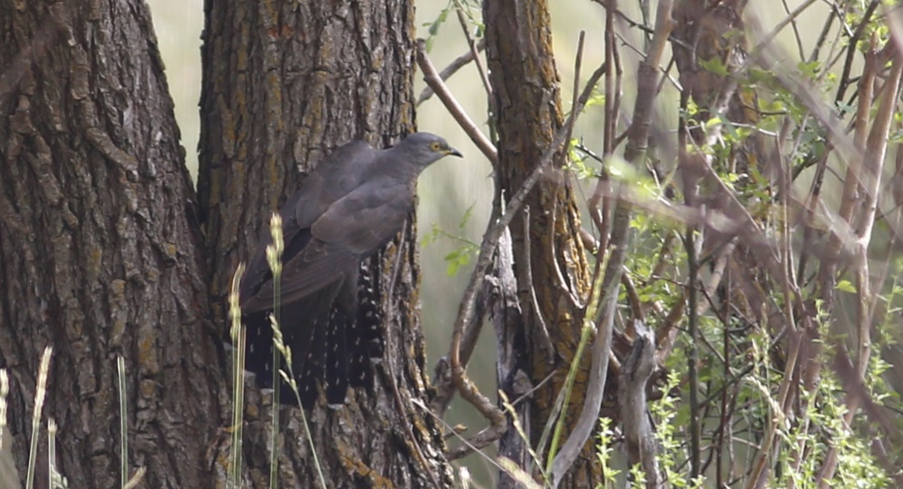 Common Cuckoo