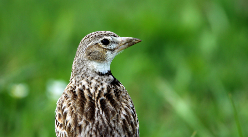 Calandra Lark