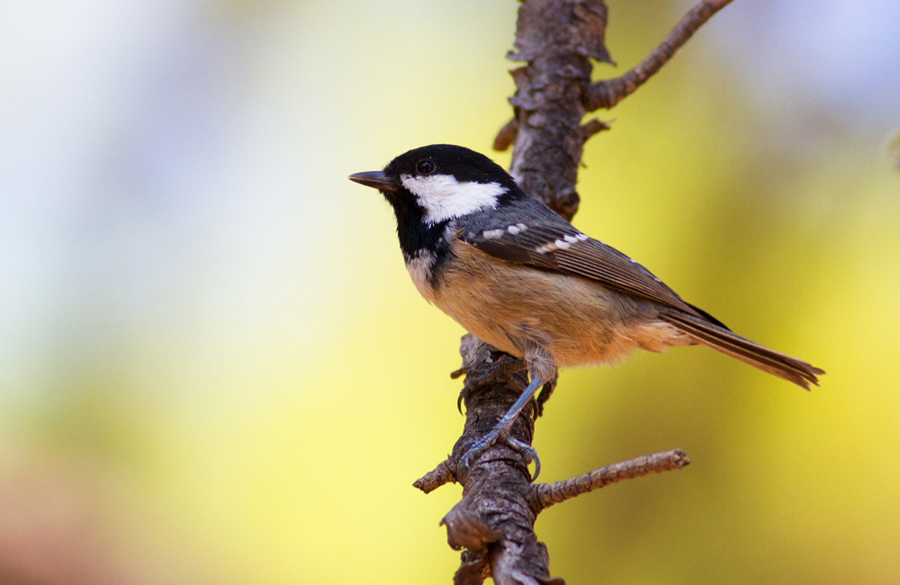 Coal Tit