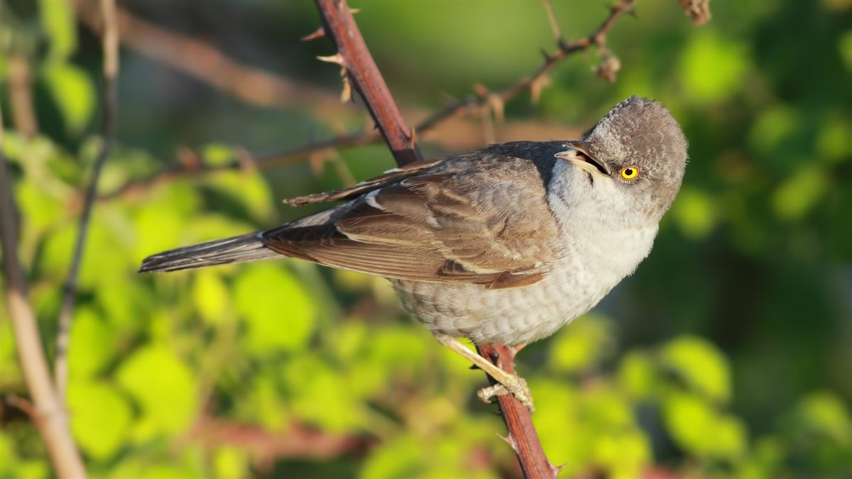 Barred Warbler