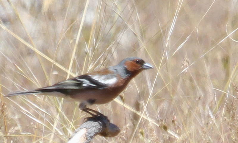 Eurasian Chaffinch