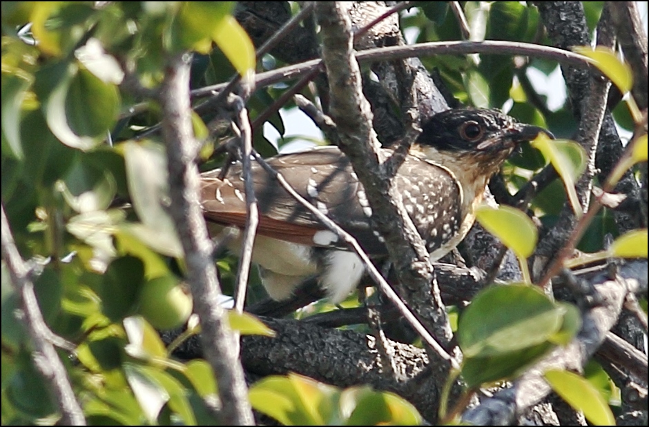 Great Spotted Cuckoo