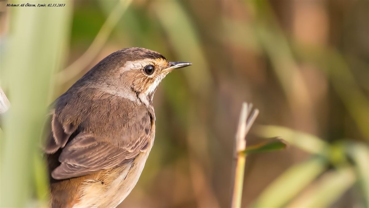 Bluethroat