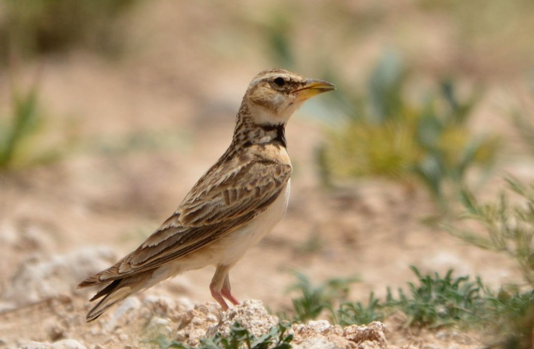 Bimaculated Lark