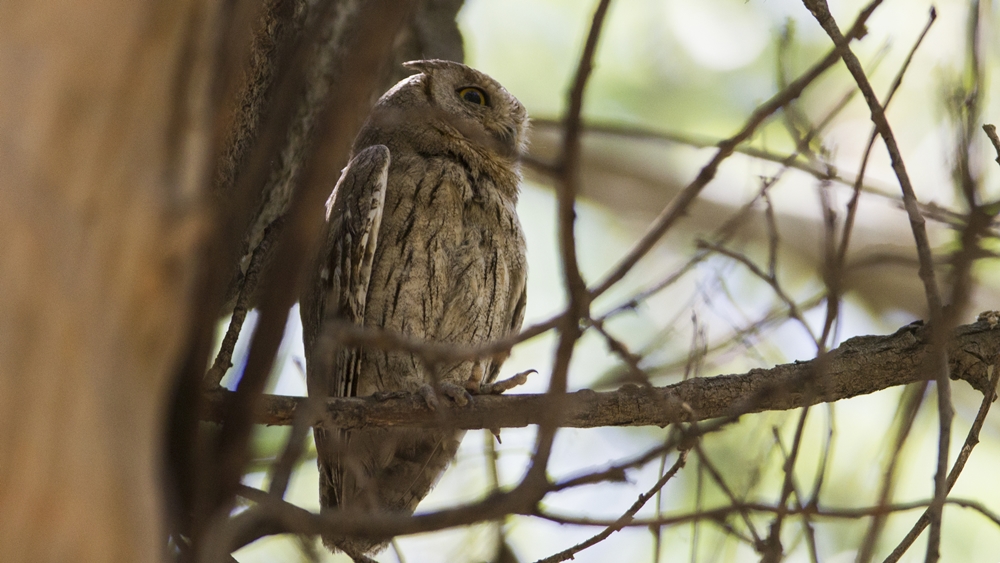Pallid Scops Owl
