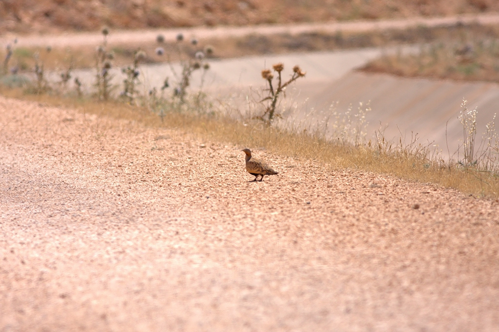 Black-bellied Sandgrouse