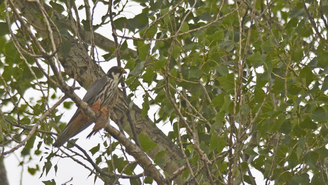 Eurasian Hobby