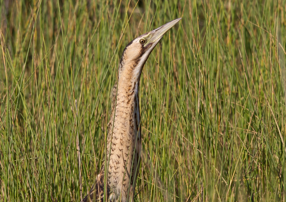 Eurasian Bittern