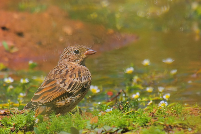 Ortolan Bunting