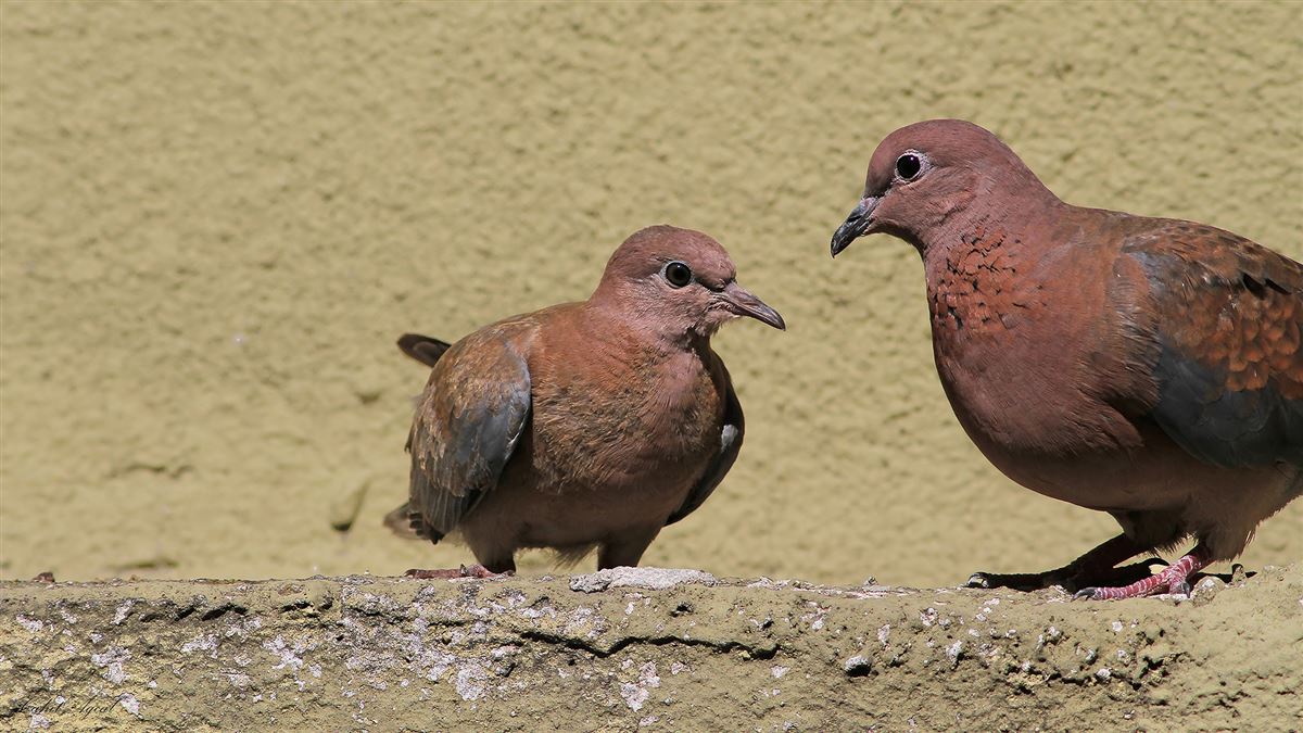 Laughing Dove
