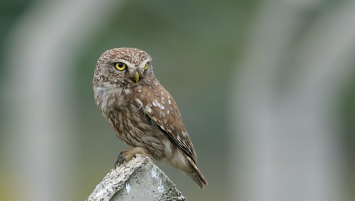 Little Owl
