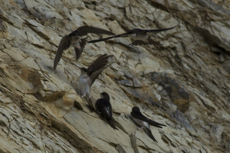 Western House Martin