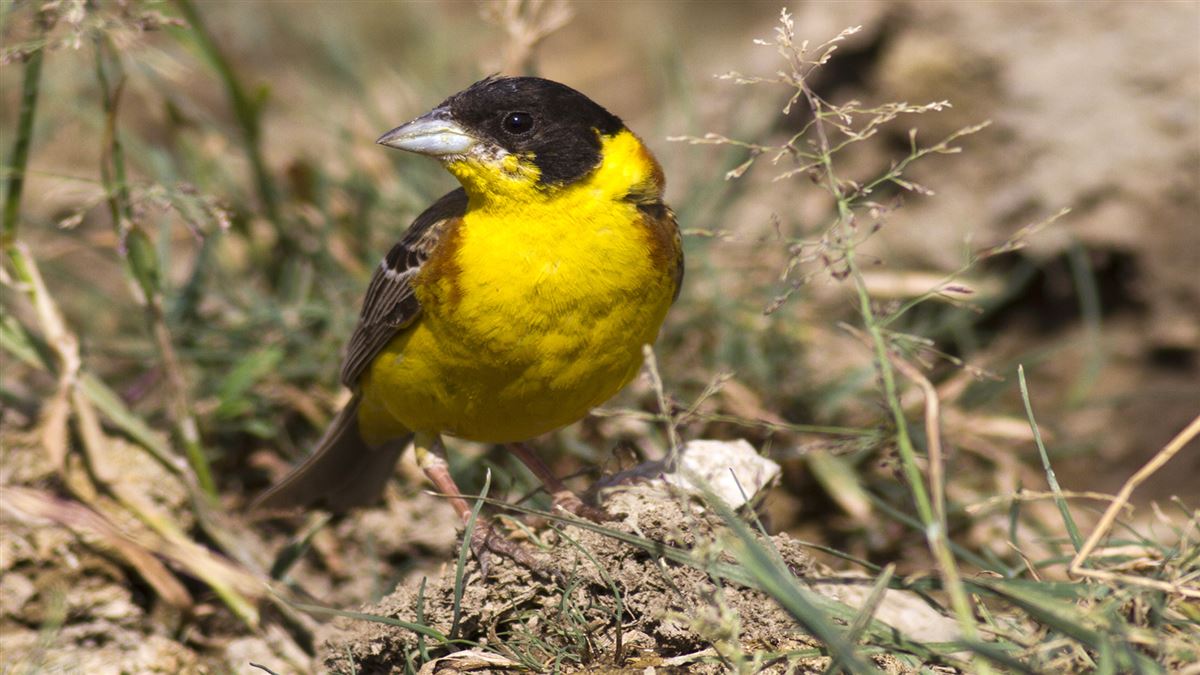 Black-headed Bunting