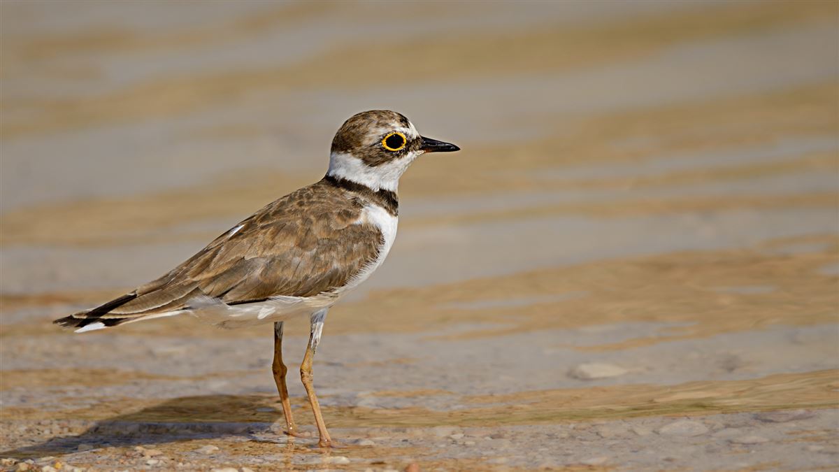 Little Ringed Plover