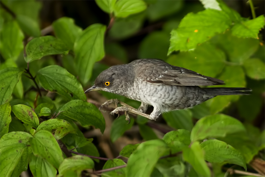 Barred Warbler